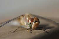 Smiling dragonfly