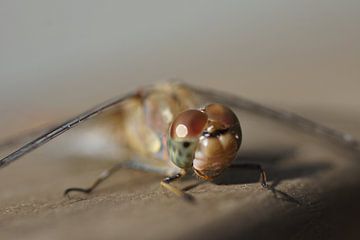 Smiling dragonfly by Colette Bos-Hoogeland