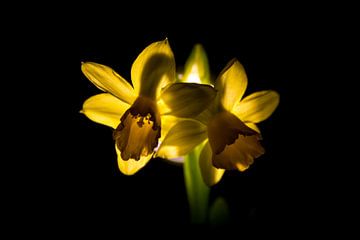 Daffodils by Kees Korbee