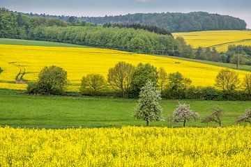 Der Frühling ist Gelb und Grün, bei Glashütten von Christian Müringer