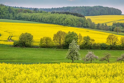 Der Frühling ist Gelb und Grün, bei Glashütten