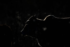 Berührung aus Licht von Niwo Photography