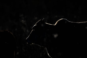 Berührung aus Licht