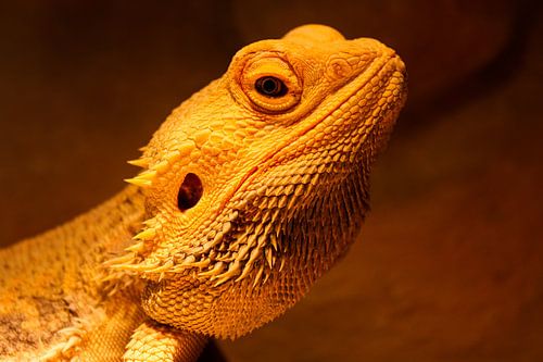 Bearded dragon