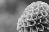 Dahlien