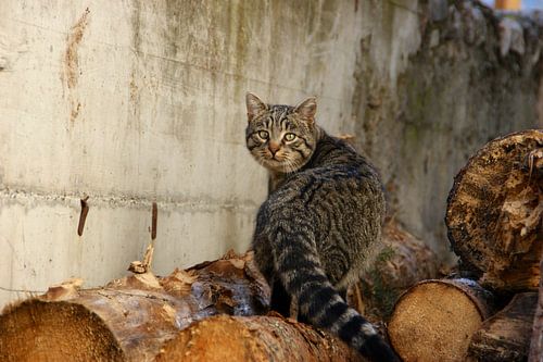 Brown cat that looks back at you