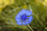 Blauwe Bloom van Florian Kampes thumbnail
