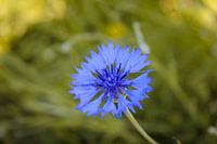 Blaue Blühte