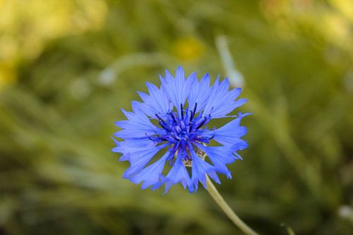 Blaue Blühte