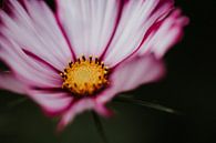 Close up photo Cosmea flower | Netherlands, Holland by Trix Leeflang thumbnail