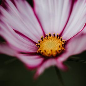 Close up photo Cosmea flower | Netherlands, Holland by Trix Leeflang