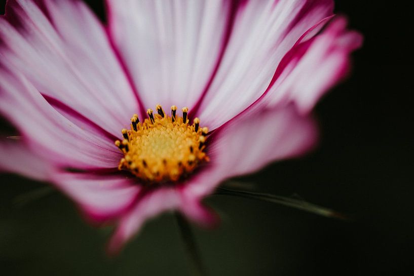 Close up photo Cosmea flower | Netherlands, Holland by Trix Leeflang