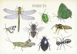 Insects van Jasper de Ruiter