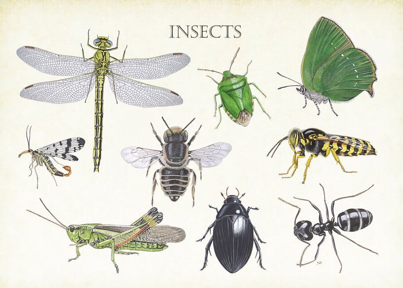 Insectes par Jasper de Ruiter
