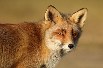 Vos (Vulpes vulpes) van Ronald Pol