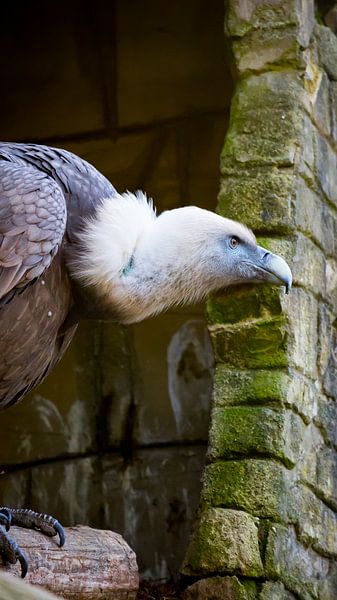 Griffon Vulture van Mike Hermes
