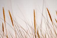 Helmgrass in the North Dutch dunes by Simone Neeling thumbnail
