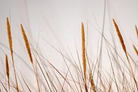 Helmgras in de Noord Hollandse duinen