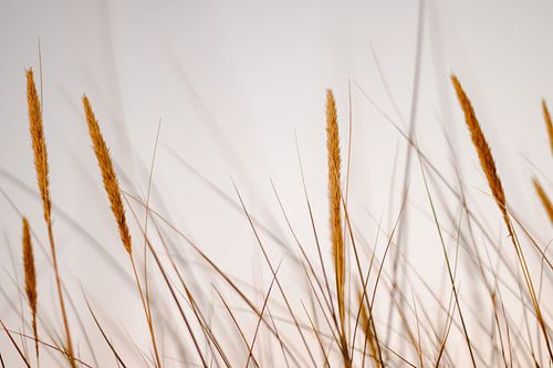 Helmgrass dans les dunes du nord de la Hollande