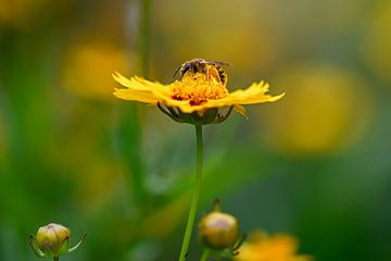 insect verzamelt honing met blur achtergrond in de lente van Tiny Jegerings