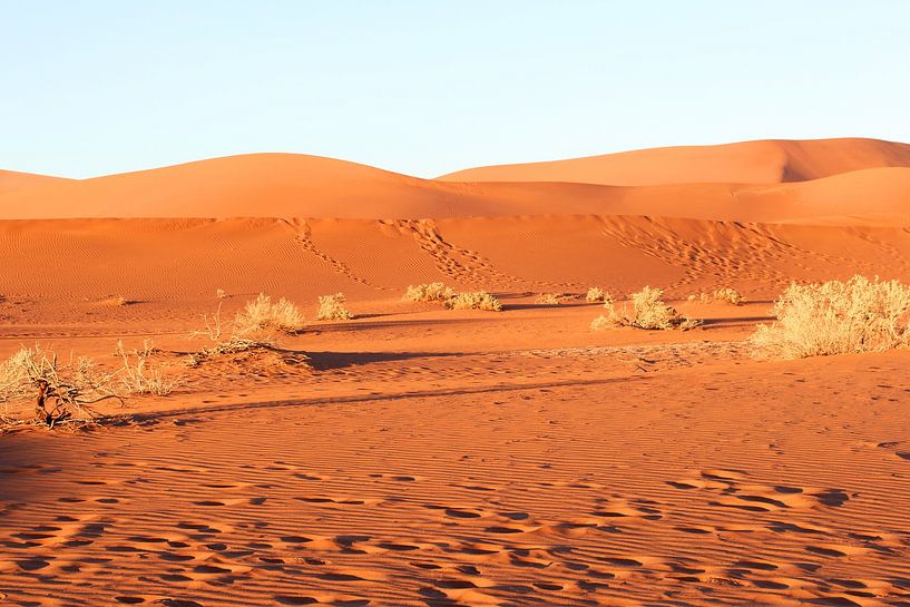 Woestijn in ochtendlicht van Inge Hogenbijl