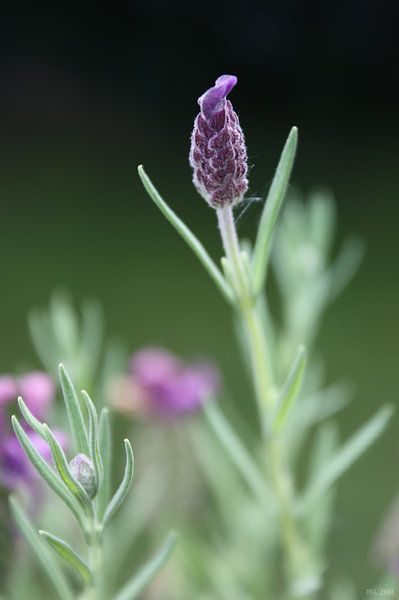 Lavendel van Meleah Fotografie