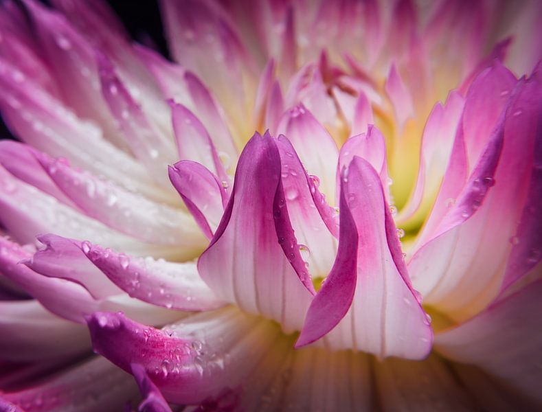 Nahaufnahme Blume von iwan faber