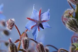 Blue borage