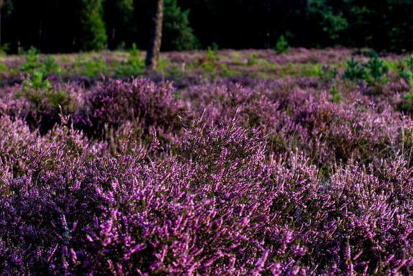 Hey by Maaike Krimpenfort