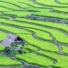 Groene rijstterrassen van Henny Hagenaars
