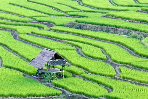 Groene rijstterrassen