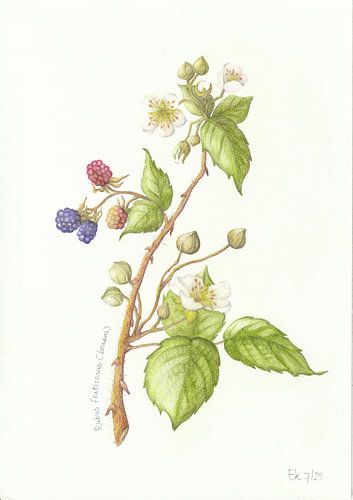 Branche Blackberry sur Esthers Nature Studio