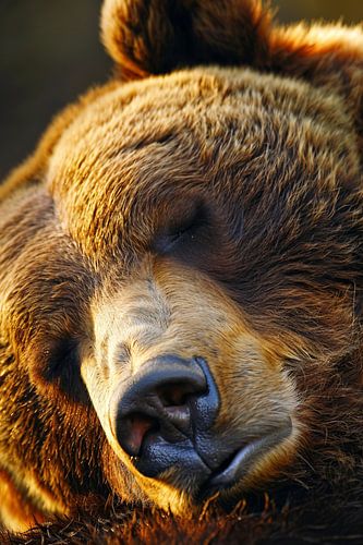 Close-up portret van een slapende beer