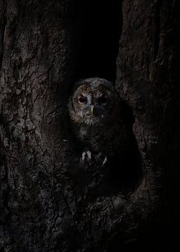 Tawny Owl by Jochen Maes