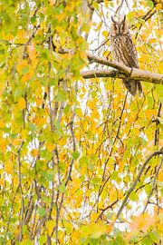 Long-eared owl with autumn colours by Stijn Smits