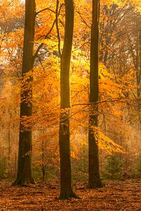 Zonnig bos tijdens een mooie herfstdag van Sjoerd van der Wal Fotografie