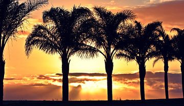 prachtige zonsopgang met palmbomen in Zuid-Afrika van Werner Lehmann