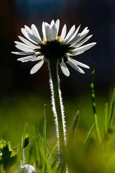 Gänseblümchen im Gegenlicht van Andreas Müller