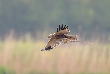 Kiekendief vliegt met nestmateriaal boven het riet van Inge van den Brande