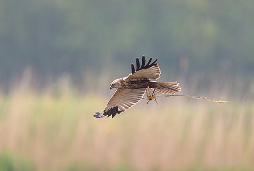 Kiekendief vliegt met nestmateriaal boven het riet