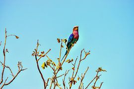 The Scarran by Merijn Loch