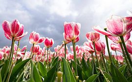 Powerful tulips by Art Pictures by  Lotte