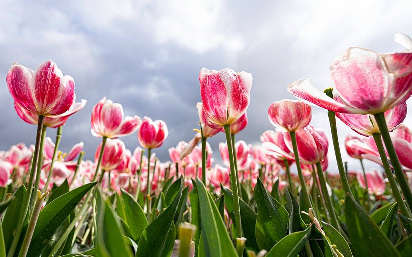 Powerful tulips by Art Pictures by  Lotte