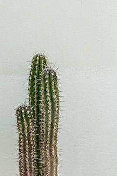 Cactus vert sur mur blanc et vert écaillé | Espagne Altea | photographie de voyage sur Lisa Bocarren