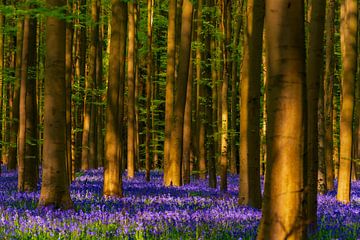 Wilde hyacinten bloemen in het bos in het voorjaar
