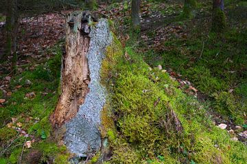 Lebendiger Wald von Daniel Dorst