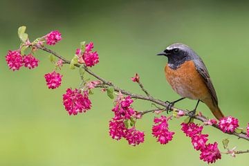 Common Redstart (Phoenicurus phoenicurus) male on branch with flowers by Nature in Stock