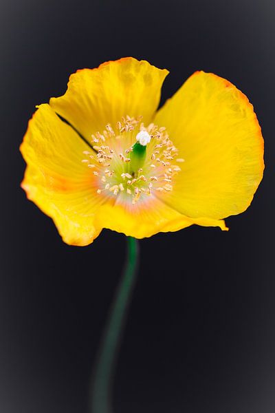 Californian poppy par Lily Ploeg