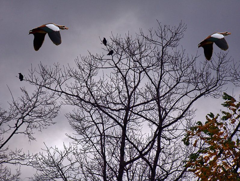 Leçon de vol par Edgar Schermaul
