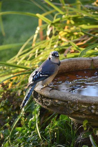 Een blauwe gaai in de tuin
